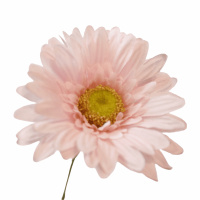 K&uuml;nstliche Gerbera Blume hell rosa mit stiel 50cm lang Vasenblume