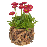 Outdoor Blumentopf Rund aus Birken Altholz 17 x 12 cm